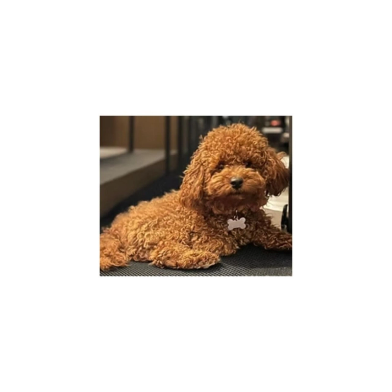 What Makes Cavapoochon Puppies a Top Choice for Families?