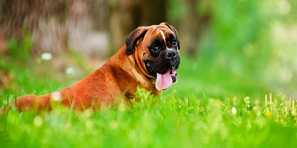 Why go for the local Veterinarian for your pet