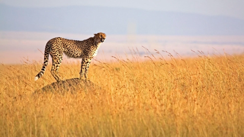 Budget Travel Guide: Shared Group Safaris in Kenya Explained