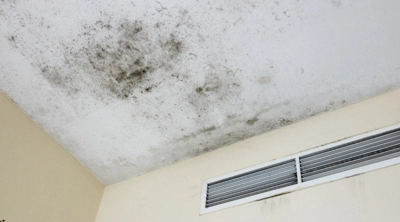 How to Get Rid of Mold Spores in the Air Naturally: A Complete Expert Guide