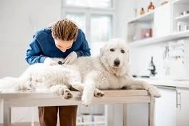 Comprehensive Guide to Pet DermatologyAnd