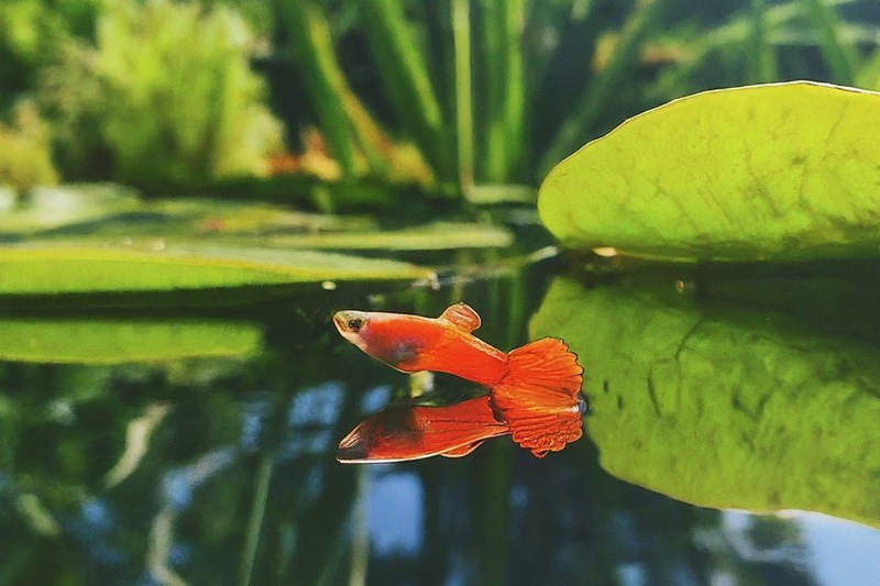 How To Keep Guppies In Your Pond