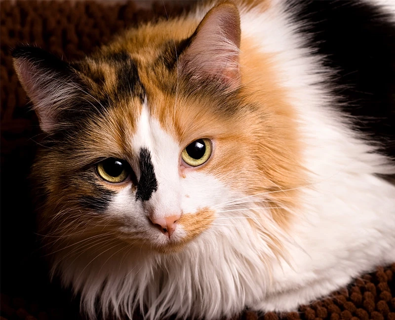 Calico Cat Facts