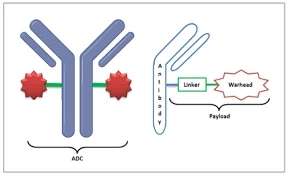 Antibody Drug Conjugates Market: Fueling Therapeutic Advancements During The Forecast Period From 2021-2028