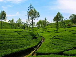 Have a beautiful Experirnce in Ooty Tour Packages