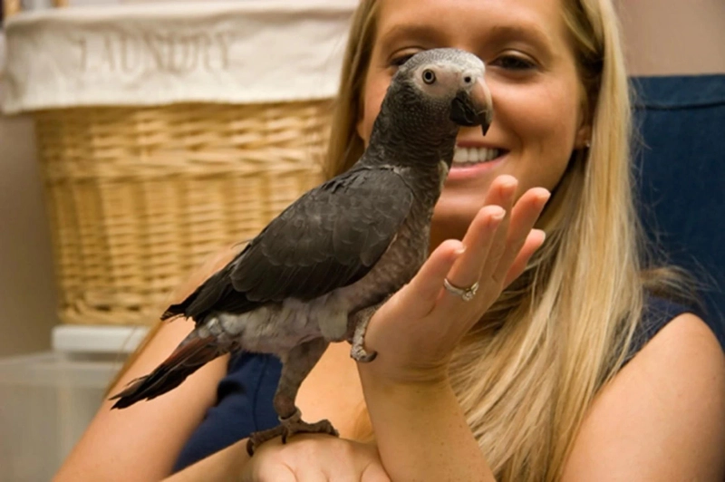 African Grey Parrot Diet: Complete Nutrition Guide for a Healthy Bird