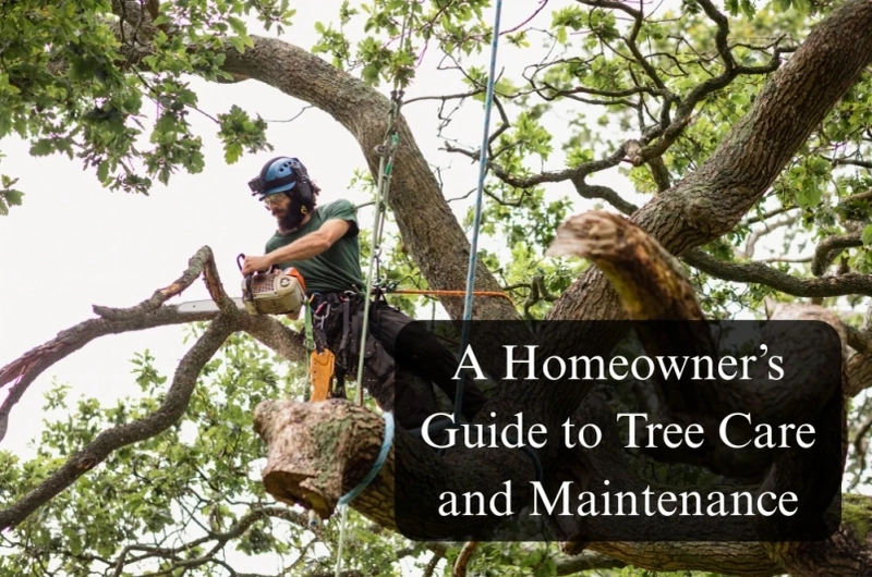 A Homeowner’s Guide to Tree Care and Maintenance