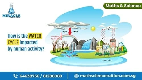 What is the Effect of Human Activities on the Water Cycle?