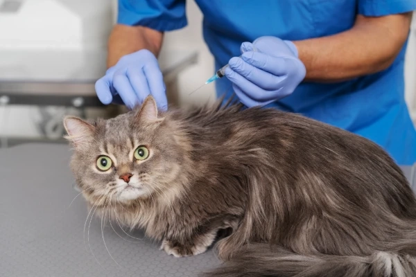 10 Factors You Should Not Ignore When Searching Feline Animal Hospital