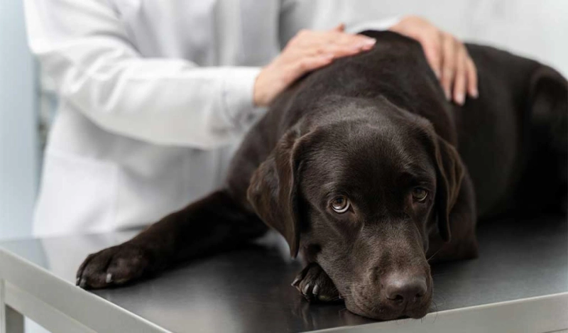 Fighting Off Parvovirus - What You Need to Know to Win the Battle!