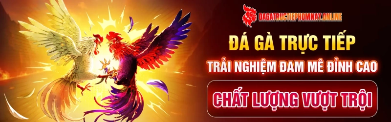 Thuốc bổ cho gà đá cựa sắt – Bí quyết tăng sức bền và độ sát thương khi thi đấu