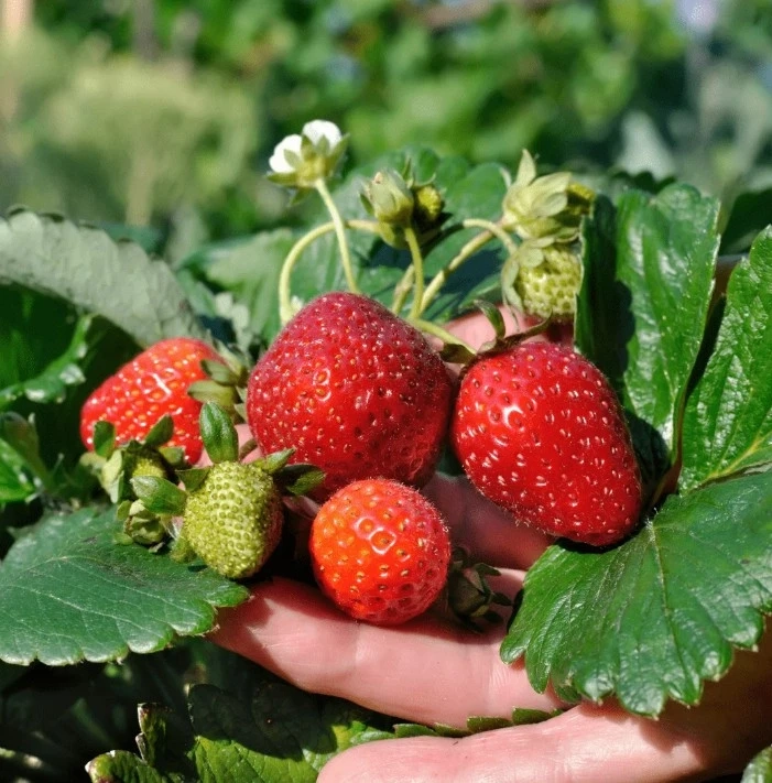 The Future of Indian Farming Is Red, Juicy, and Smart