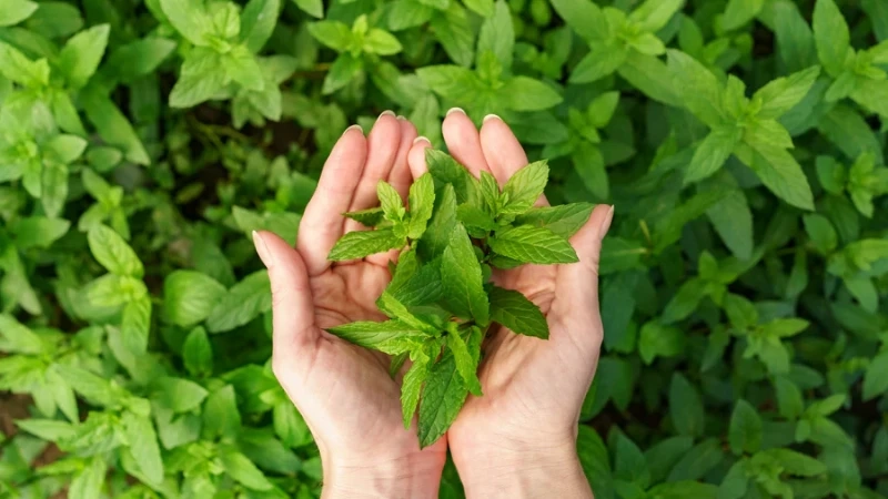 Tulsi (Holy Basil): Ayurveda's Ancient Remedy For Better Health