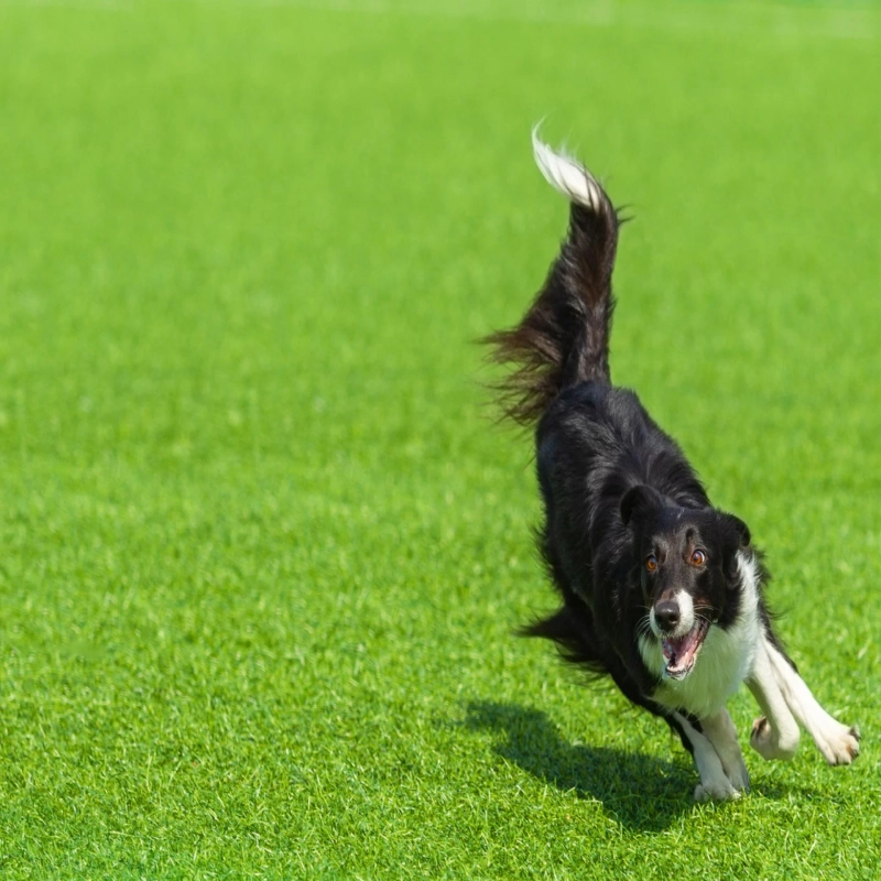 Pet Turf Installation in Dallas: A Green Solution for Your Furry Friend