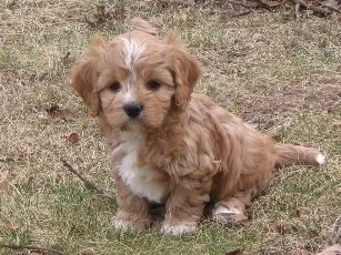 Know All About The Cavapoo Breed