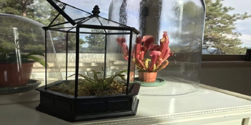 5 Easy Ways to Enliven Your Plant Terrariums