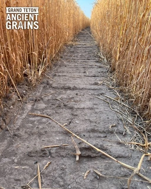 Discover Local Einkorn Flour in Teton | Grand Teton Ancient Grains