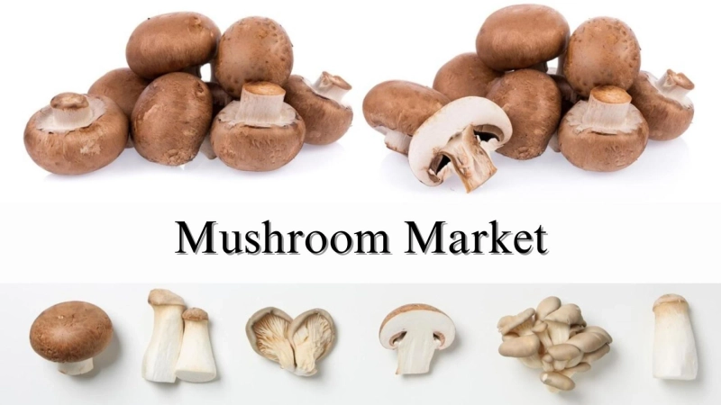 Mushroom Market Size, Share, Analysis and Growth Forecast Through 2032