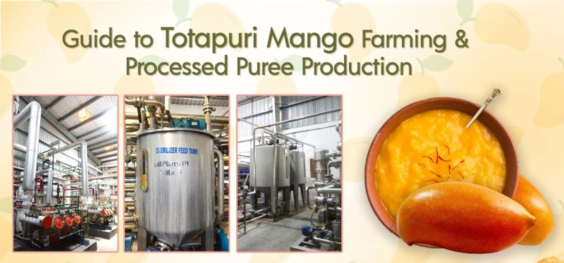 Guide to Totapuri Mango Farming and Processed Puree Production