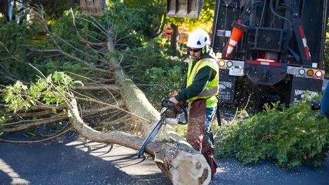 The Effects of Climate Change on Trees in the UK