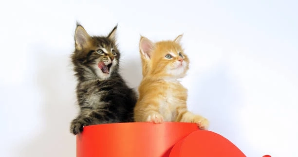 Available Maine Coon Kittens Oregon: Meet the Cutest Gentle Giants!