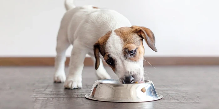 Puppy Feeding: What Every New Pet Owner Should Know