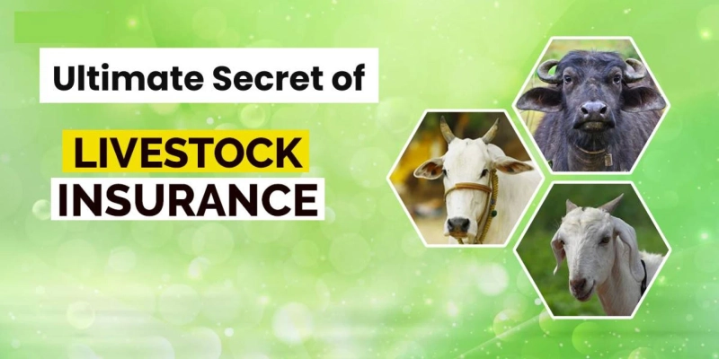 The Ultimate Secret of Livestock Insurance in Pakistan