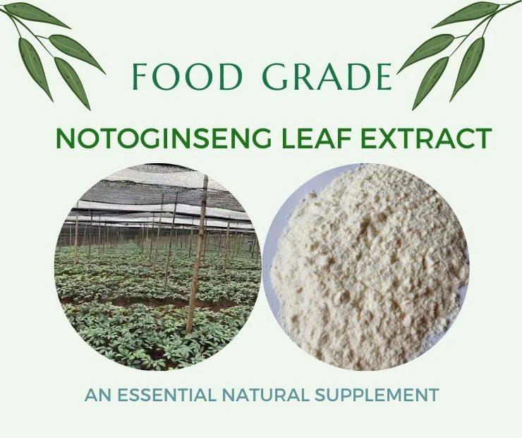 The Health Benefits of Notoginseng Leaf Extract: An Essential Natural Supplement
