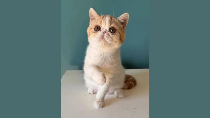 Tips for Caring for Your First Persian Cat
