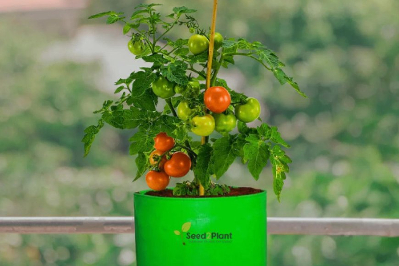 Choosing the Right Grow Bags: A Comprehensive Buyer's Guide