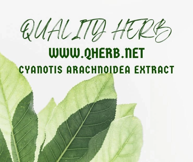What Is The Purpose And Uses Of Consuming Cyanotis Arachnoidea Extract?