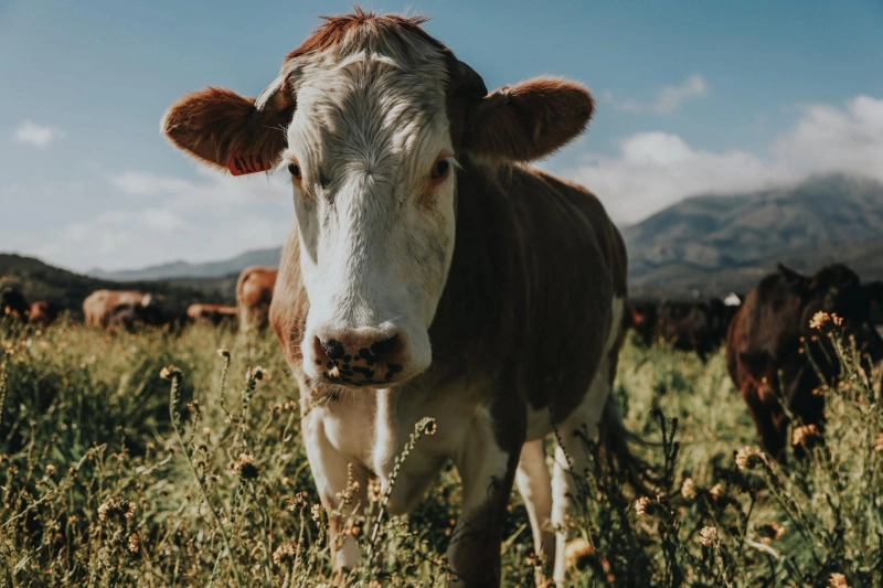 What Is Regenerative Agriculture, and How Can You Support It?