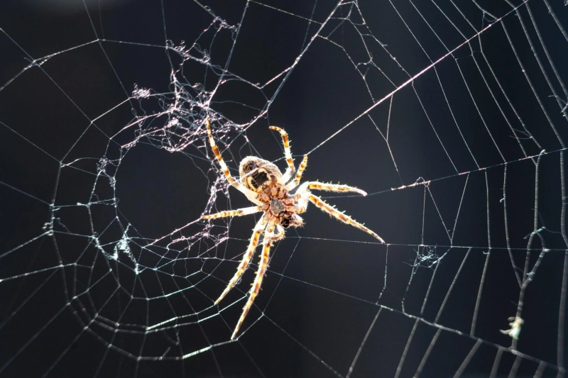 Why Spider Control in Houston Matters for Families?