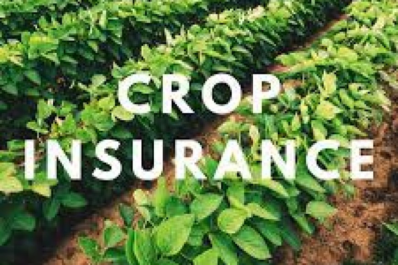 Protect Your Harvest, Protect Your Future: The Ultimate Guide to Crop Insurance in Pakistan
