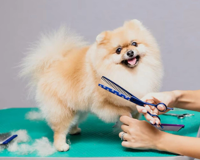 What Makes a Great Dog Grooming Near Me Service?