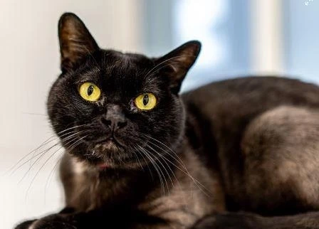 What Makes Bombay Cats Interesting?