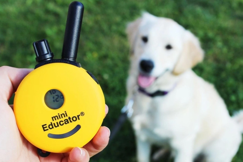 5 Best Training Collar For Stubborn Dogs In 2022