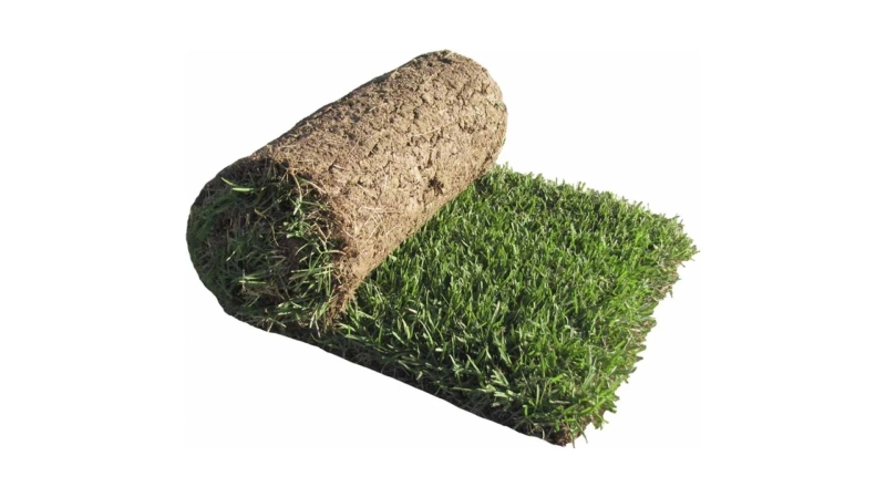 What Makes Zoysia Sod in Jacksonville, FL Stand Out From Other Grass Types?