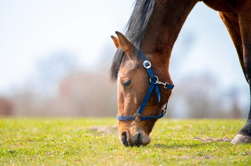 What Are the Benefits of Hyaluronic Acid for Senior Performance Horses?