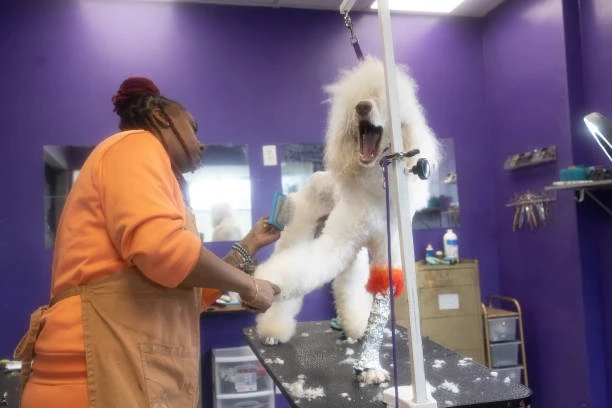 What Makes Poodle Grooming Different from Other Breeds?