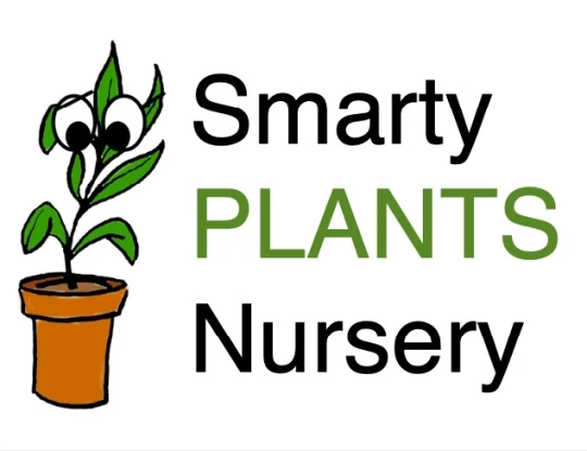 What First-Time Plant Buyers Should Know Before Shopping in Miami