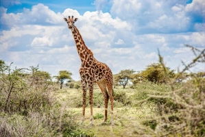 Top 9 Things to Do in Tanzania
