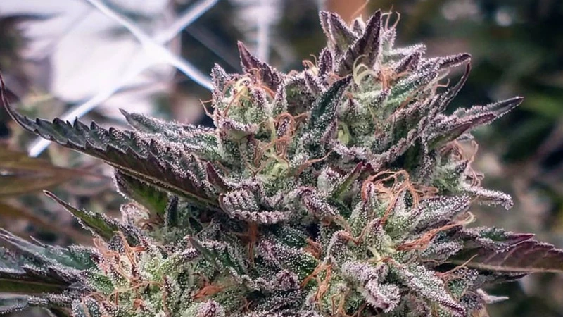LAVA CAKE (Trees Sixty Clones)