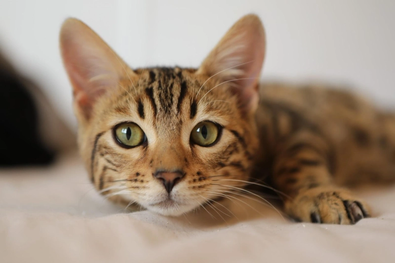 Why Is It Important To Give Emotional Support To Cats