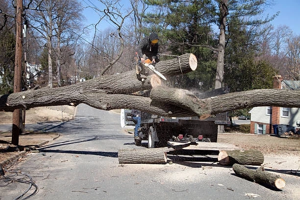 Nature's Necessity: Tree Removal Services Tailored for Tulsa