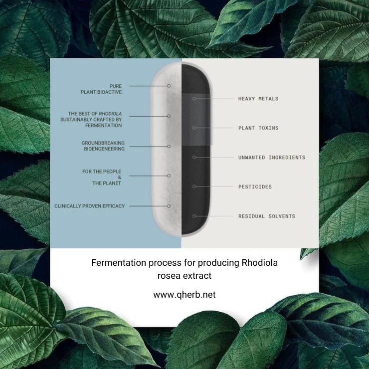 Fermentation process for producing Rhodiola rosea extract, Gnosis launches alternative Rhodiola rosea extract material.