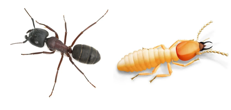 Quality Pest Control Ants Exterminator in Stamford