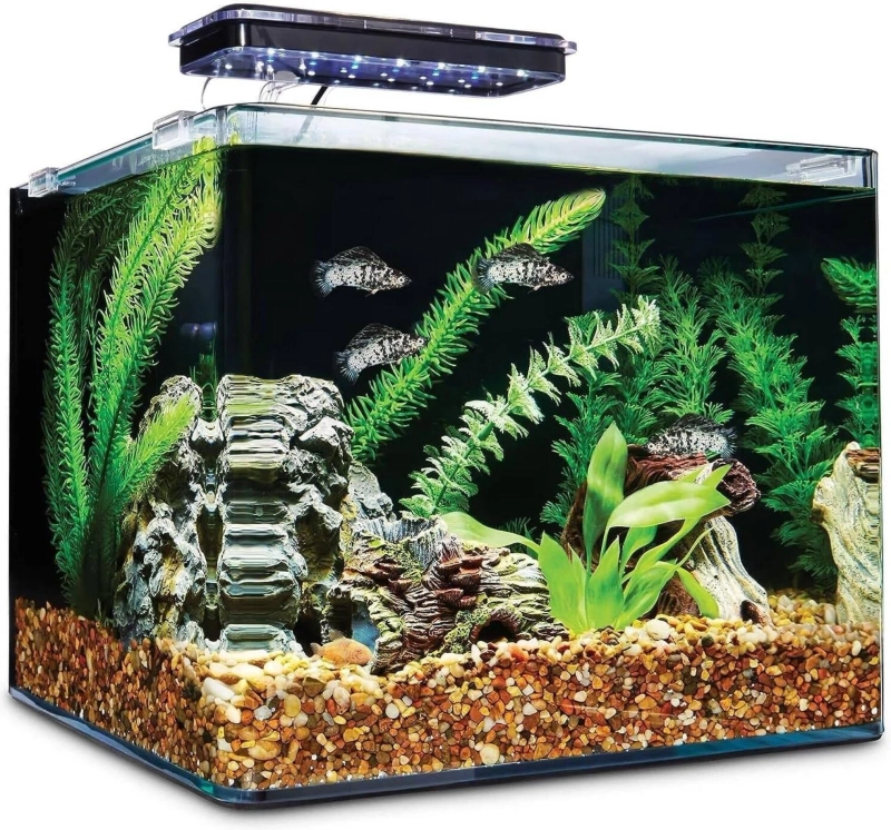 Everything You Need to Create a Stunning Home Aquarium