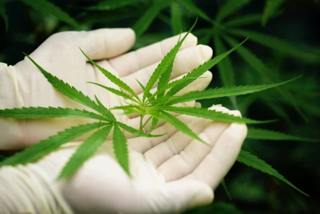Some Important Features and Benefits of Medical Marijuana