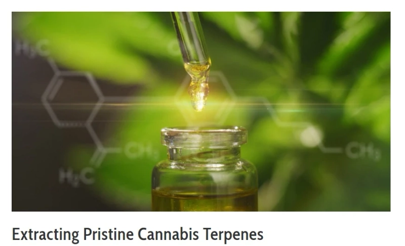 The Role of Advanced Extraction Technology in Modern Botanical Processing